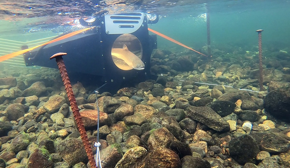 AIを使って、逃亡した養殖サーモンを追え！