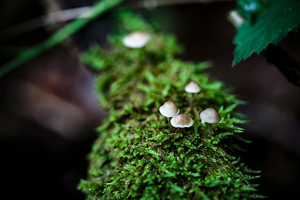 朽ち木には、菌類、コケ植物などが定着しはじめていた。キノコは日本の八ヶ岳で見るナメアシタケに似ていたが、実際にはどうなのか。緯度・経度と植物との関係性は、いつも興味深い