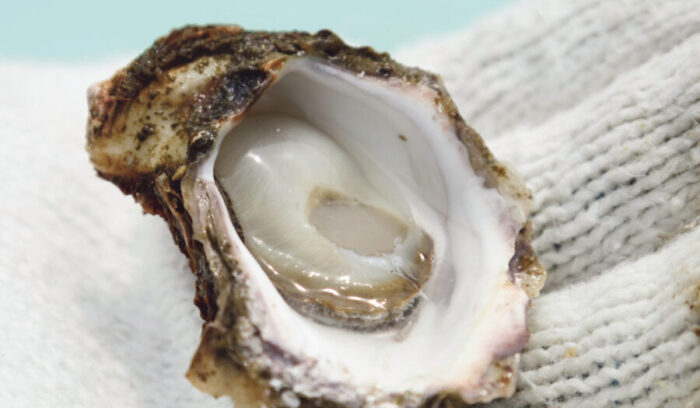 A New Taste in Gastronomy<br />
VIRGIN OYSTERS