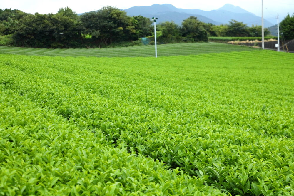 富士のほうじ茶ブランド「凛茶」で使う一番茶の収穫時期は４～５月。その後、二番茶、三番茶と収穫され、最後の９月下旬から10月中旬にかけてはサプリメントやペットボトルで使用される秋冬番茶（しゅうとうばんちゃ）の収穫となる。