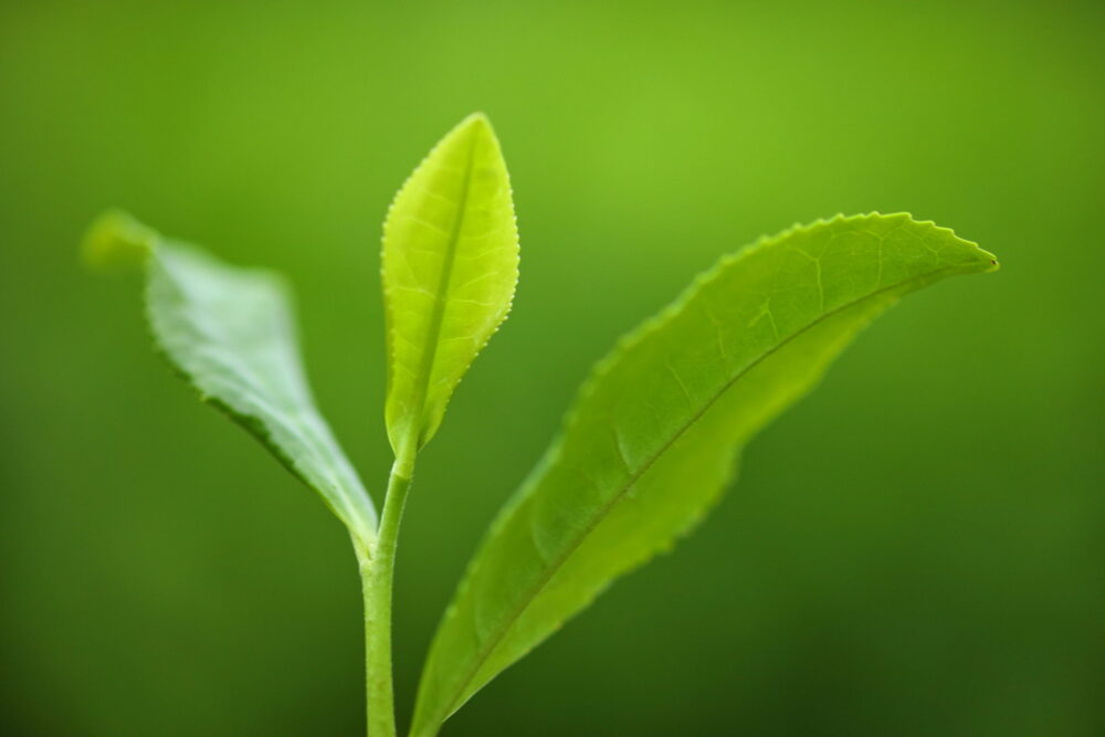 「凛茶」に使われるのは、静岡では「みるい」と言われるやわらかな茎の部分（写真は実際に凛茶には使われない秋冬番茶）