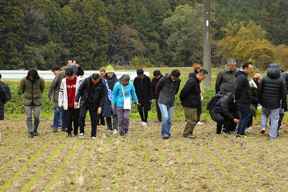 11月26日、農林61号を愛用するパン、ピッツァ、麺の職人が埼玉県小川町下里地区に集まり、小麦生産者と交流した。10cmほどに育った農林61号の麦踏みからスタート。「ブラフベーカリー」栄徳剛さん、「パーラー江古田」原田浩次さん、「ピッツェリア ジターリア ダ フィリッポ」岩澤正和さんなど、ベテランシェフも参加。