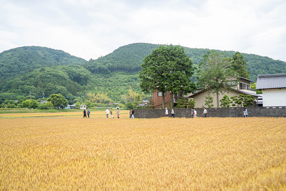 収穫シーズンを迎えると、こんな光景に。実った小麦が黄金色の輝きを放って美しい。写真提供：新麦コレクション