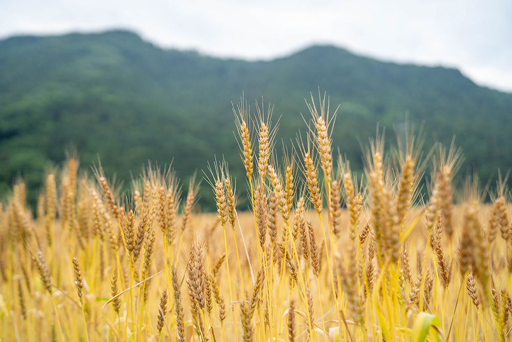 小麦は人類にとって食の基盤となる植物。国や民族を超えて品種の特性を共有することになる。農林61号に潜む様々な性質が他国で引き出されていく可能性もある。写真提供：新麦コレクション