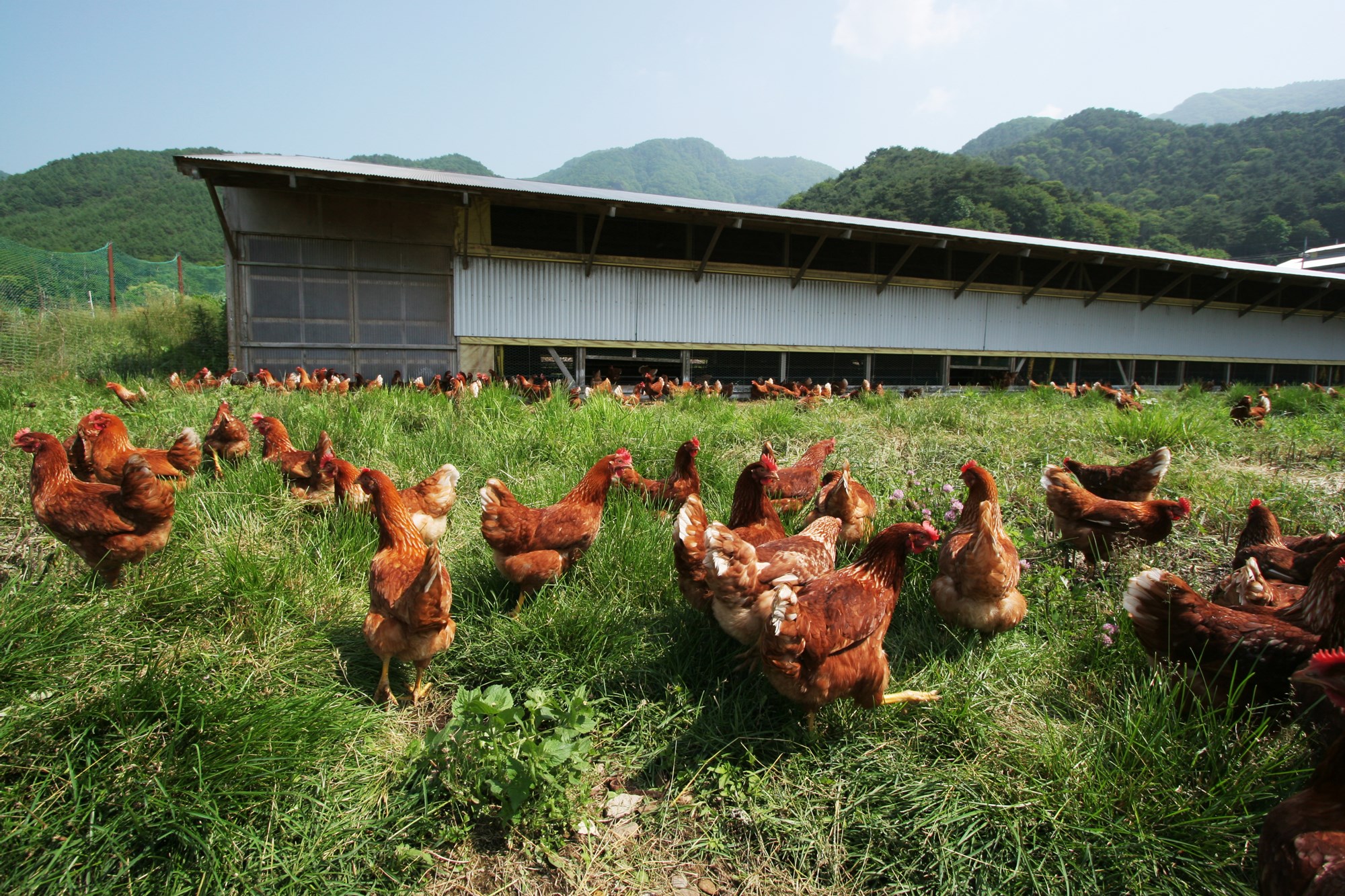 生後70 ~ 80日で農場に来る鶏はちょうど小学生くらい。平飼いの場合、鶏が卵をあちこちに産まないよう、約1カ月はしつけの期間にあてられる。