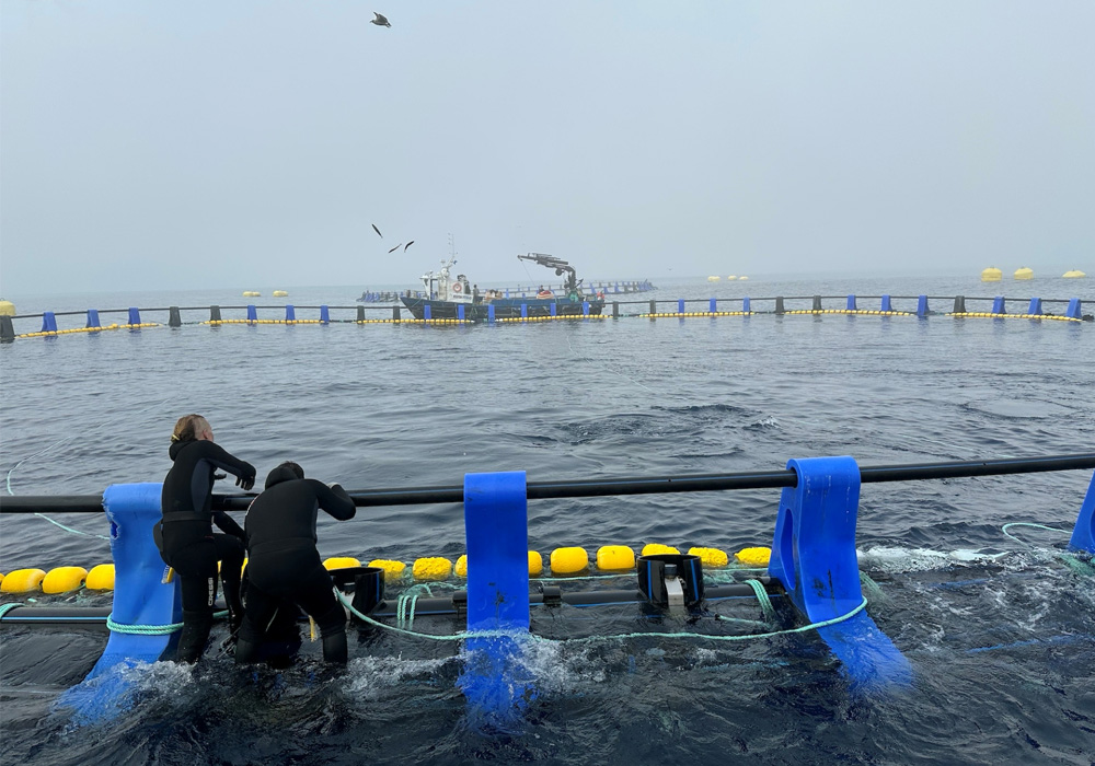 マグロで“バスクブランド”確立なるか。ゲタリア沖でマグロの蓄養実験開始