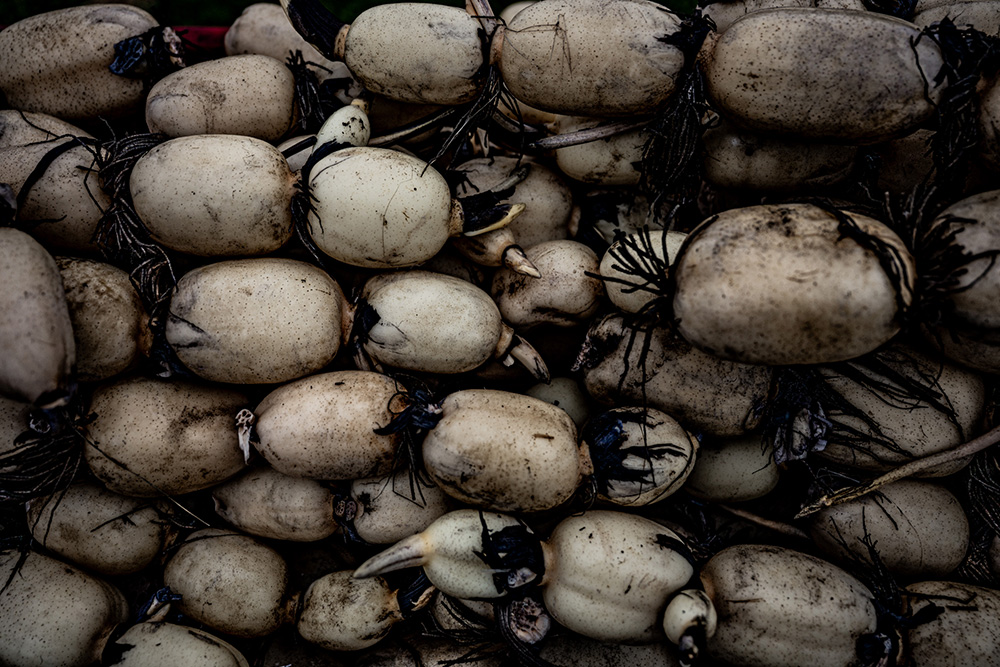 続・こうして料理人は自然の代弁者となる。５人のシェフが茨城の産地から教わること。