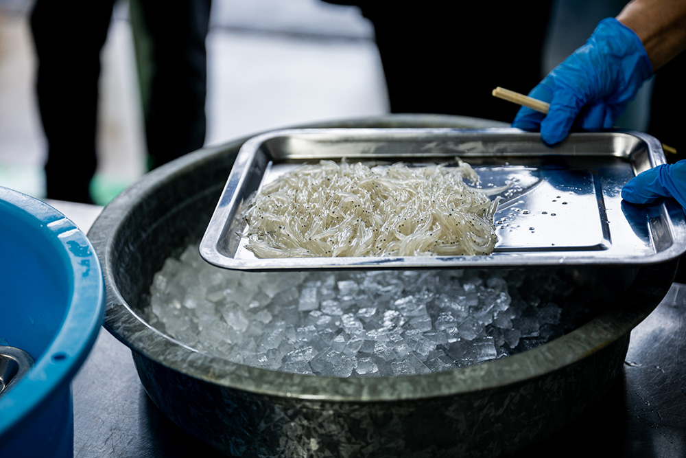 シラウオをバットに広げる