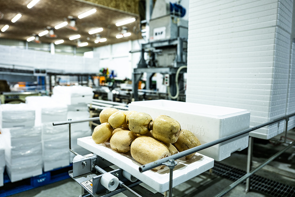 レンコン箱詰めの様子