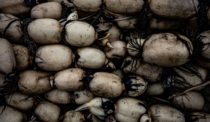 続・こうして料理人は自然の代弁者となる。５人のシェフが茨城の産地から教わること。