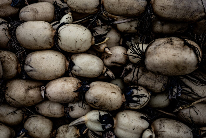 続・こうして料理人は自然の代弁者となる。５人のシェフが茨城の産地から教わること。