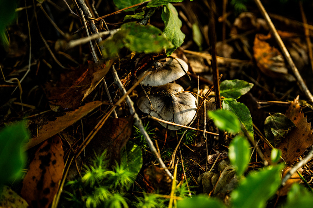 シモフリシメジ