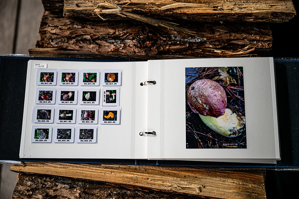 丸山さんのキノコファイル