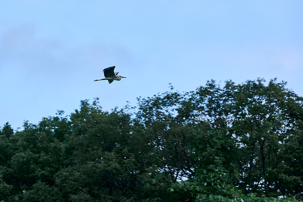 水田周辺では食物連鎖が繰り広げられ、生態ピラミッドが成立している