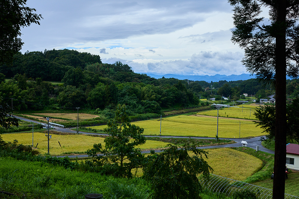 水田周辺の写真