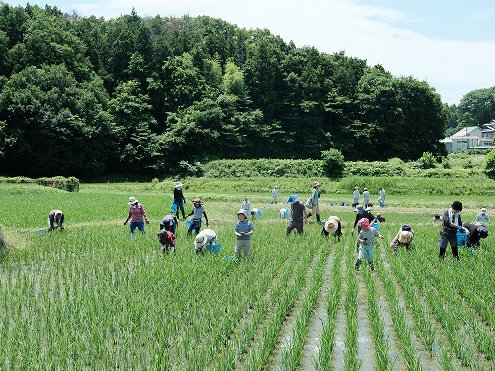水田稲作を学ぶイベント「田んぼのがっこう」を開催
