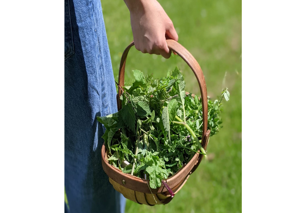 春のフォレイジング・ウォークで採集された野生食材の数々