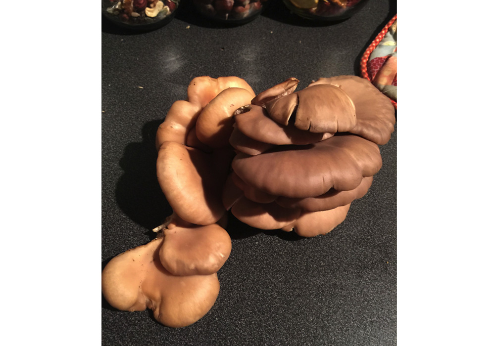 オイスターマッシュルーム（ヒラタケ）