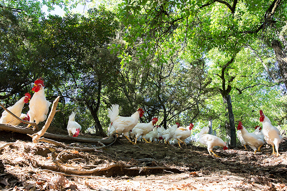 森の中の養鶏を復活させ、「あるべき味覚」を届ける女性の話