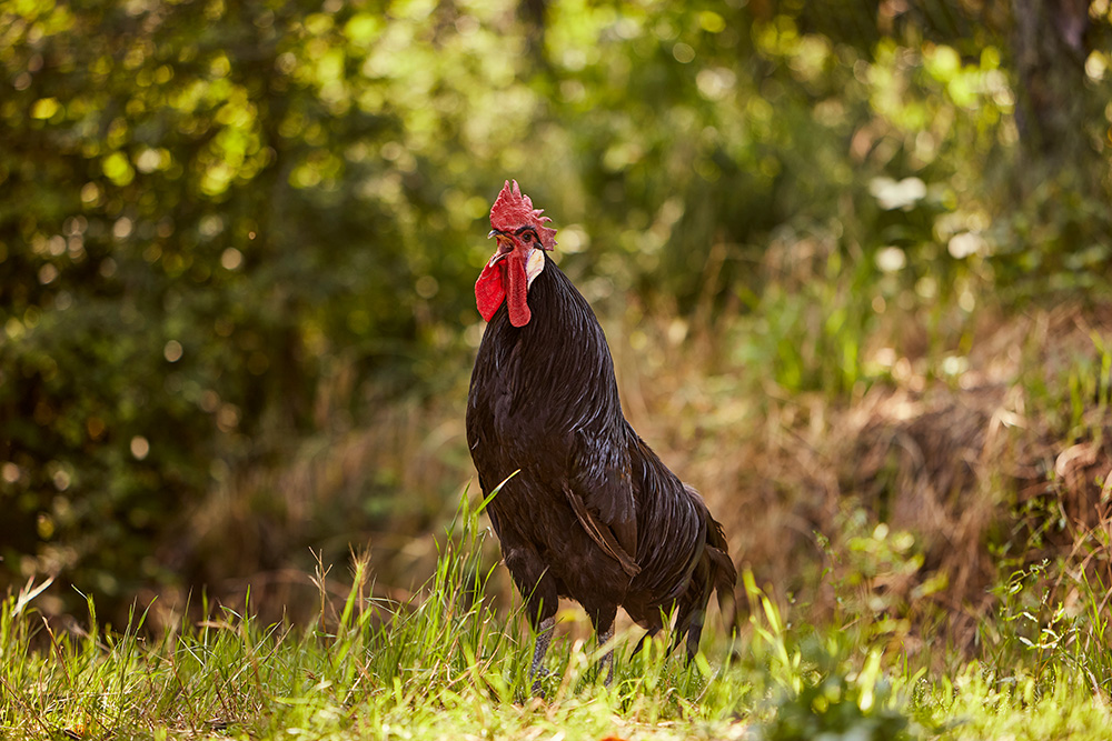 黒の雄鶏