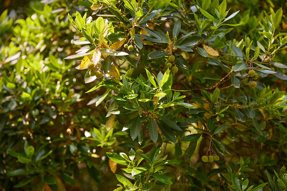 ラベンダーやホップ、サンジョベーゼ種のブドウやオリーブの木など