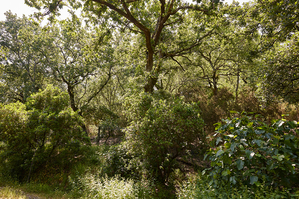 ラベンダーやホップ、サンジョベーゼ種のブドウやオリーブの木など