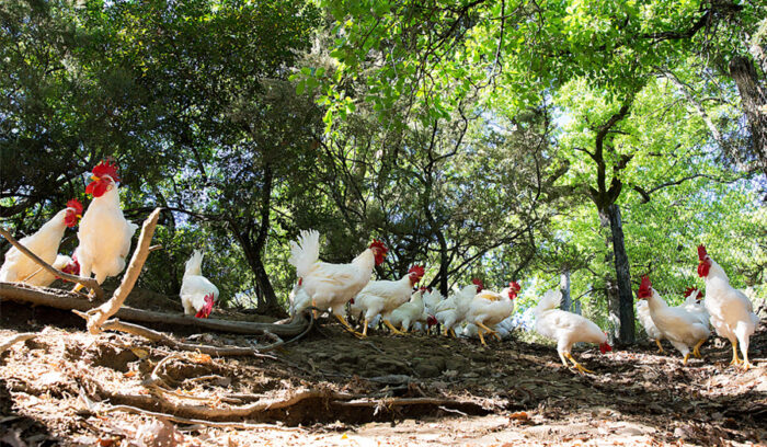 イタリア20州旨いもの案内（Italiano）