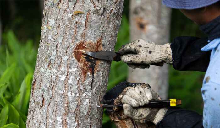 人間と自然をゆるやかにつなぐ、“漆の楽園”。漆の植樹活動「猪苗代漆林計画」