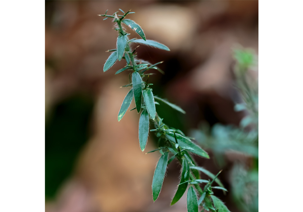 ゲニスタ・ゲルマニカ