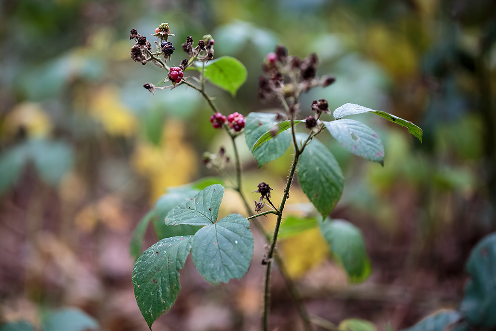 キイチゴ類の一種