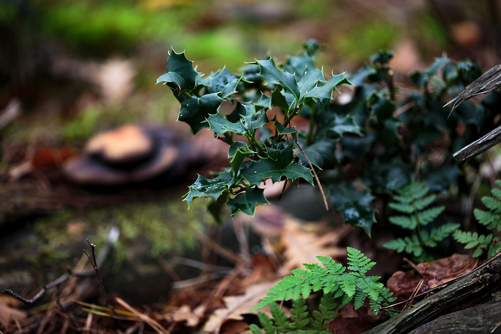 セイヨウヒイラギ