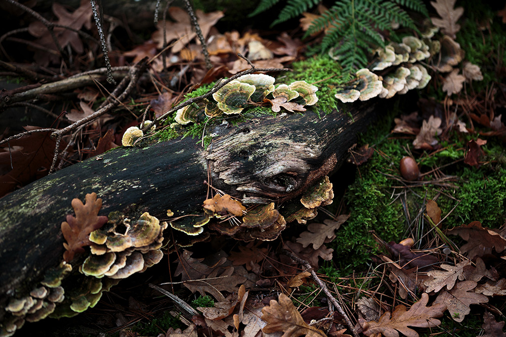 倒木に生えるキノコ
