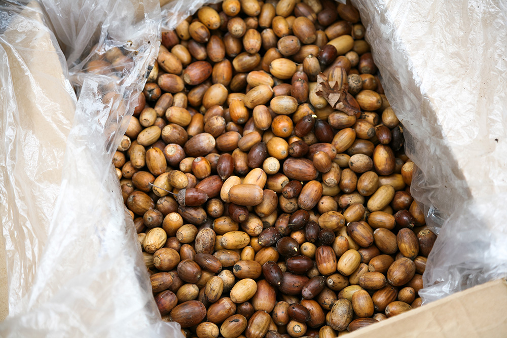 段ボールいっぱいのどんぐる