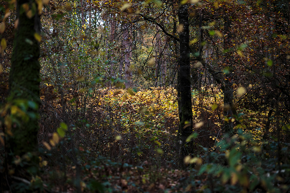 森の窪地に溢れるイタドリの葉の黄色