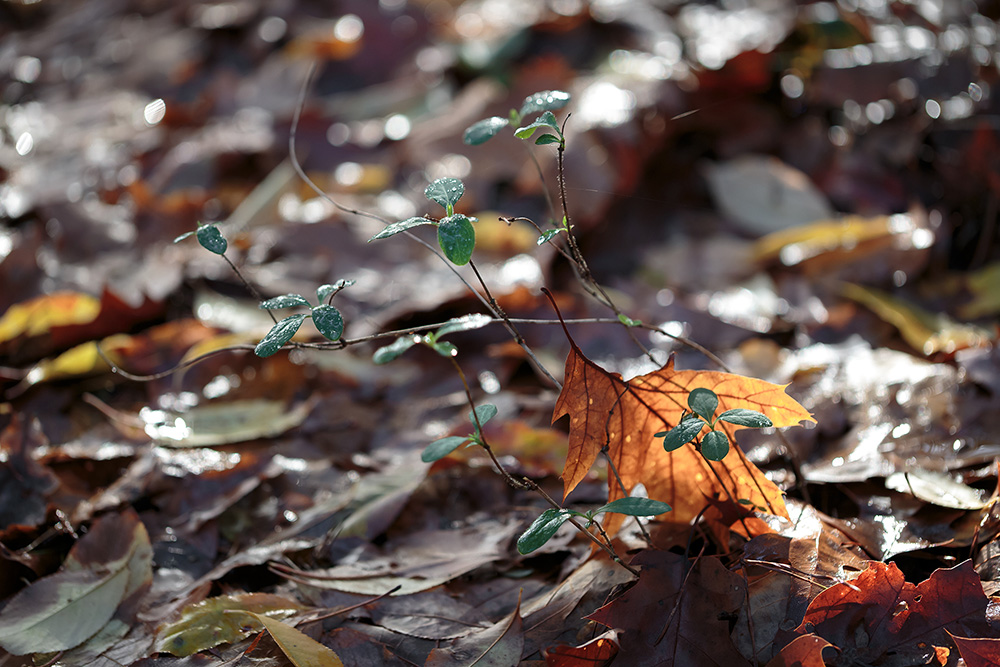 在来種のスイカズラの仲間と、移入種のナラの葉