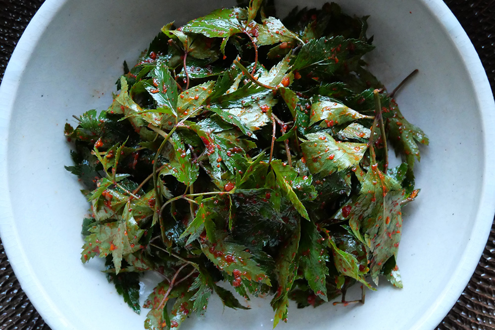 ダンギキムチ（当帰キムチ）