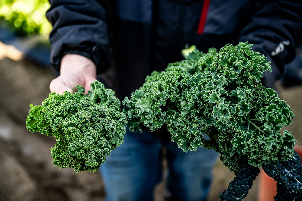 野菜の育成の様子