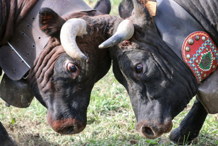 Le vacche della fontina valdostana combattono senza spargimento di sangue