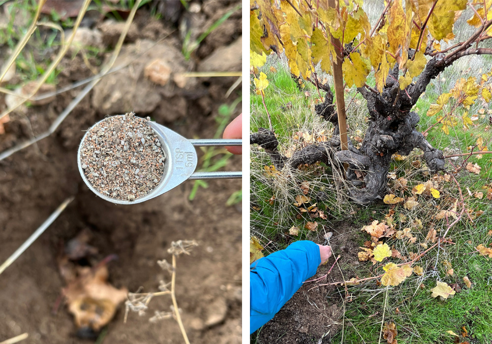 菌根菌と植物の生育を促進する有用な微生物を土壌に投入する
