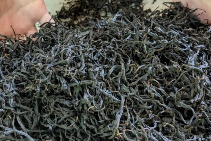 お茶作りの原理原則。「芯水」をいかにきれいに抜くか「和紅茶」