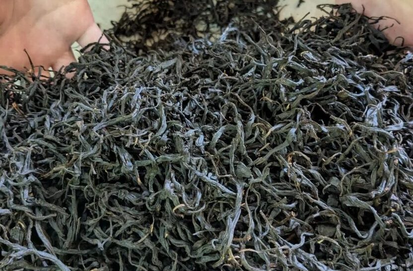 お茶作りの原理原則。「芯水」をいかにきれいに抜くか「和紅茶」