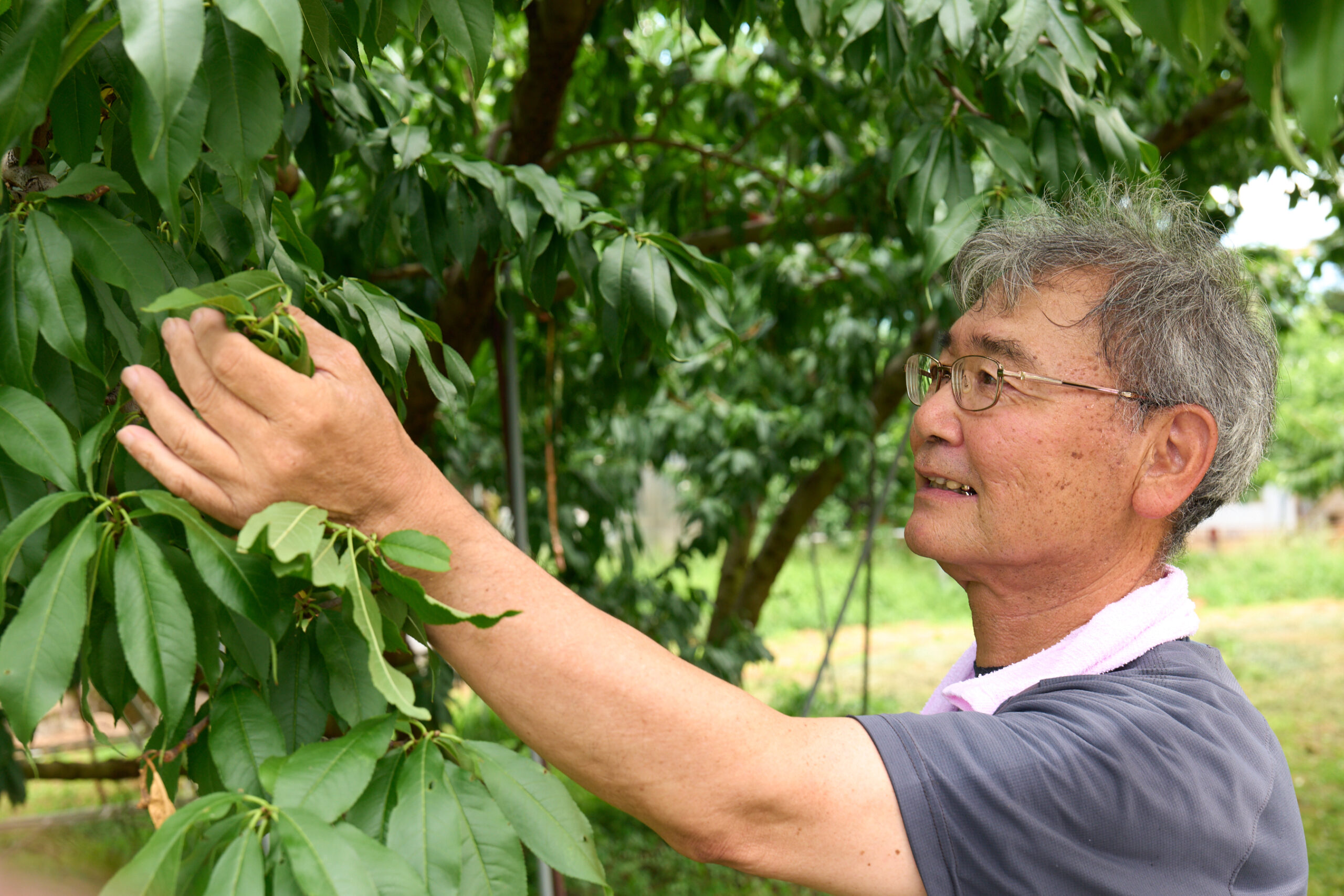 JAの大藤桃部会の部会長も務めるベテラン生産者の早川宏さん