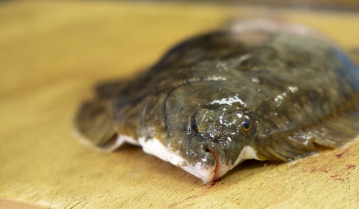 「手当」の技術で、魚の未来はもっと拓ける。命をつなぐ魚屋「塩谷魚店」<br />
